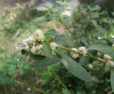 Alternanthera pungens flowers Flower,Mature form,Leaves,Terrestrial,Plantae,Indian,Desert,Amaranthaceae,Photosynthetic,Alternanthera,Caryophyllales,Asia,Magnoliopsida,Tracheophyta,Not Evaluated