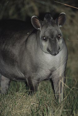 Lowland tapir at night, anterior view Adult,Chordates,Chordata,Perissodactyla,Odd-toed Ungulates,Mammalia,Mammals,Tapirs,Tapiridae,Rainforest,Tapirus,Appendix II,Streams and rivers,terrestris,Animalia,Herbivorous,South America,Terrestrial