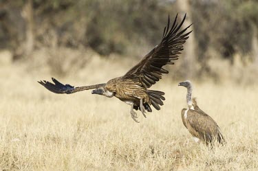 Juvenile white-backed vulture taking off Locomotion,Flying,Take-off,Wetlands,Endangered,Agricultural,Aves,Terrestrial,Tropical,Animalia,Appendix II,Accipitridae,Gyps,Scrub,Sub-tropical,Carnivorous,Africa,Falconiformes,Savannah,Desert,Chordat