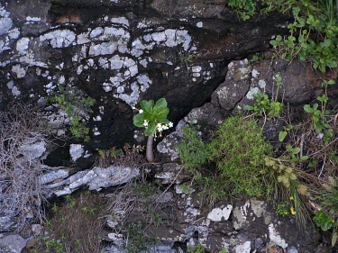Puaala growing on cliff Mature form,Flower,Scrub,Magnoliopsida,Tracheophyta,Critically Endangered,Campanulaceae,Soil,Photosynthetic,North America,Terrestrial,Campanulales,Rock,Brighamia,Plantae,rockii,Grassland,IUCN Red List