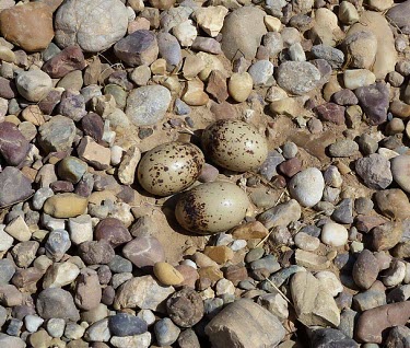 Pin-tailed sandgrouse eggs Adult,Pterocles,Flying,Least Concern,Asia,IUCN Red List,Semi-desert,Terrestrial,Chordata,Animalia,Columbiformes,Herbivorous,Pteroclididae,Africa,Aves,Europe