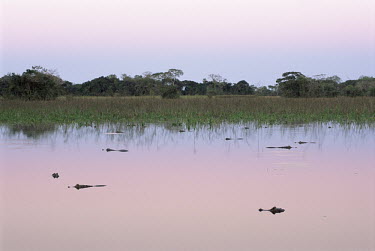 Jacar/Pantanal caiman at twilight (Caiman crocodilus yacare), Pantanal, Mato Grosso, Brazil Yacar caiman,Caiman yacare,Alligatoridae,Aligators and Caimans,Reptilia,Reptiles,Chordates,Chordata,Crocodilia,Crocodilians,Yacare caiman,Yacar,Caiman,Terrestrial,Appendix II,Lower Risk,Streams and