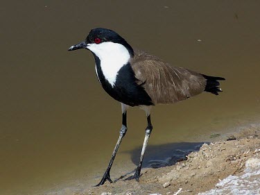 Spur-winged lapwing Adult,Chordates,Chordata,Aves,Birds,Ciconiiformes,Herons Ibises Storks and Vultures,Charadriidae,Lapwings, Plovers,Vanellus,Charadriiformes,Aquatic,Flying,Agricultural,Europe,Coastal,Asia,Wetlands,Lea