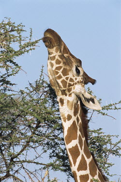Reticulated giraffe browsing on acacia tree
