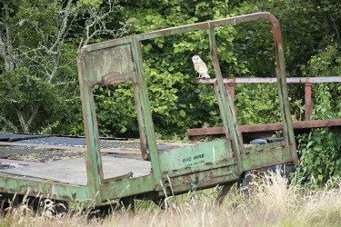 Barn owl perched on disused trailer Chordates,Chordata,Tytonidae,Barn Owls,Owls,Strigiformes,Aves,Birds,Africa,alba,Australia,Asia,Urban,Europe,Tyto,Species of Conservation Concern,Carnivorous,Agricultural,Animalia,Wildlife and Conserva