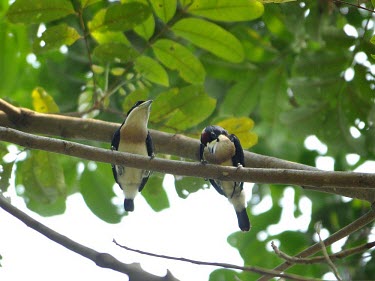Two white-mantled barbets perched on branch Species in habitat shot,Intra-specific behaviours,Adult,Habitat,Meetings with others of same species,Flying,Sub-tropical,Aves,Chordata,Capito,Agricultural,Vulnerable,Carnivorous,Animalia,Herbivorous,A