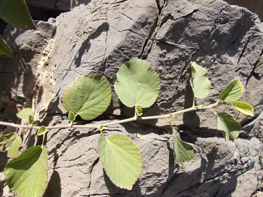 Grewia villosa leaves Leaves,Mature form,Semi-desert,Africa,Plantae,Tiliaceae,Tracheophyta,Photosynthetic,Terrestrial,Magnoliopsida,Rock,Asia,Grewia,Malvales