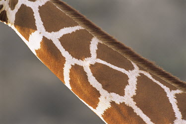 Reticulated giraffe neck abstract