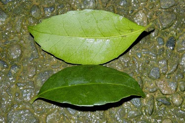 Ilex uraiensis leaves Leaves,Endangered,Celastrales,Magnoliopsida,Temperate,Ilex,Tracheophyta,Terrestrial,Aquifoliaceae,Forest,Plantae,Photosynthetic,Asia,IUCN Red List