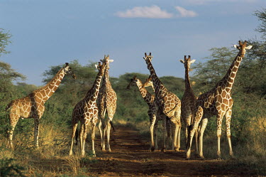 Reticulated giraffes on track