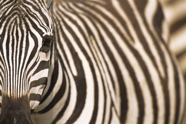 Common zebra portrait Least Concern,quagga,Streams and rivers,Mammalia,Perissodactyla,Ponds and lakes,Equidae,Equus,Africa,Terrestrial,Savannah,Herbivorous,Temporary water,Chordata,Animalia,IUCN Red List
