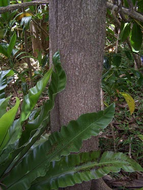 Bobea sandwicensis trunk Mature form,Rubiaceae,Grassland,Terrestrial,Photosynthetic,Bobea,Mountains,Magnoliopsida,Tracheophyta,Plantae,Vulnerable,North America,IUCN Red List,Rubiales