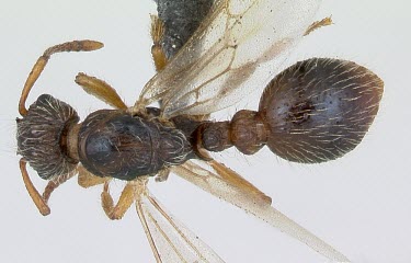 Myrmica hirsuta specimen, dorsal view Formicidae,Europe,Terrestrial,Insecta,Vulnerable,Myrmica,Hymenoptera,Arthropoda,IUCN Red List,Animalia,Omnivorous