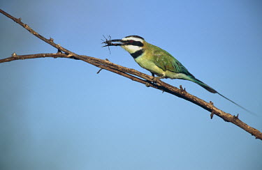 White-throated bee-eater with insect