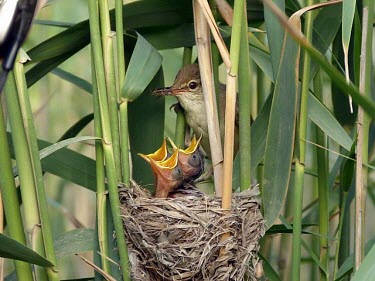 Basra reed warbler at nest with chicks Adult,Chick,Aves,Birds,Chordates,Chordata,Old World Warblers, Gnatcatchers,Sylviidae,Perching Birds,Passeriformes,Acrocephalus,Brackish,Fresh water,Asia,griseldis,Temporary water,Africa,Terrestrial,Aq