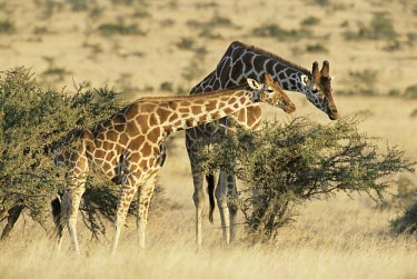 Reticulated giraffes browsing on acacia bush Feeding,Feeding behaviour,Giraffidae,Chordata,Terrestrial,Africa,Cetartiodactyla,Savannah,Herbivorous,Endangered,camelopardalis,Animalia,Giraffa,Mammalia,Least Concern,IUCN Red List