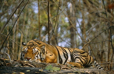 Tiger sleeping on rock in forest