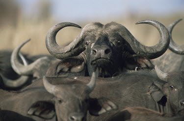 Cape buffalo bull staring amongst herd