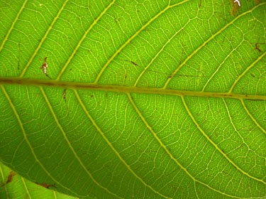 Close up of a mahoe leaf, var. auwahiensis Mature form,Leaves,Plantae,Critically Endangered,Forest,Magnoliopsida,macrococcus,Tracheophyta,Sapindaceae,Alectryon,Photosynthetic,North America,Sapindales,IUCN Red List