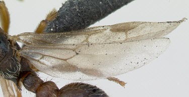 Myrmica hirsuta specimen, close-up of wing Formicidae,Europe,Terrestrial,Insecta,Vulnerable,Myrmica,Hymenoptera,Arthropoda,IUCN Red List,Animalia,Omnivorous