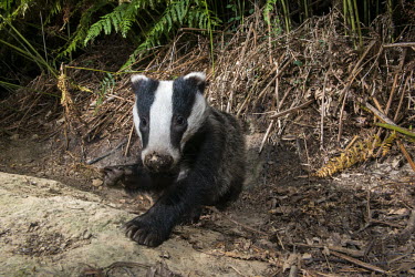 European badger cub resting by sett Carnivores,Carnivora,Mammalia,Mammals,Chordates,Chordata,Weasels, Badgers and Otters,Mustelidae,Europe,meles,Temperate,Animalia,Meles,Coastal,Species of Conservation Concern,Scrub,Wildlife and Conserv