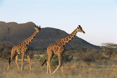 Reticulated giraffes on the move