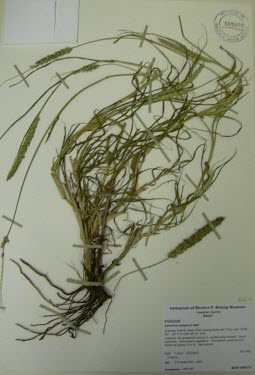 Cenchrus setigerus specimen Mature form,Leaves,Seeds,Terrestrial,Gramineae,Photosynthetic,Cenchrus,Cyperales,Plantae,Not Evaluated,Tracheophyta,Liliopsida,IUCN Red List