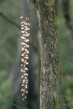 Common foxtail orchid