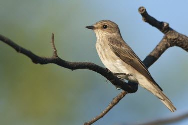 Spotted flycatcher perched on branch Peter Chadwick Adult,Habitat,Species in habitat shot,Perching Birds,Passeriformes,Chordates,Chordata,Aves,Birds,Old World Flycatchers,Muscicapidae,Flying,striata,Muscicapa,IUCN Red List,Broadleaved,Carnivorous,Agricultural,Animalia,Europe,Least Concern
