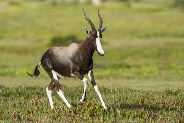 Male bontebok chasing other males out of his territory Intra-specific behaviours,Winning or protecting territory,Chordates,Chordata,Even-toed Ungulates,Artiodactyla,Bovidae,Bison, Cattle, Sheep, Goats, Antelopes,Mammalia,Mammals,Cetartiodactyla,Africa,Scr
