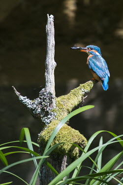 Common kingfisher woth dragonfly larva Aves,Birds,Chordates,Chordata,Coraciiformes,Rollers Kingfishers and Allies,Alcedinidae,Kingfishers,Wetlands,Streams and rivers,Flying,Carnivorous,Africa,Asia,Ponds and lakes,Salt marsh,Animalia,Europe