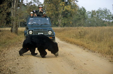 Tourists in jeep watching sloth bear cross track in Kanha meadows