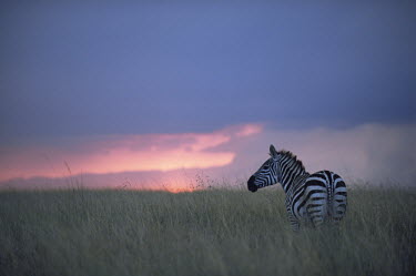Common zebra at twilight Least Concern,quagga,Streams and rivers,Mammalia,Perissodactyla,Ponds and lakes,Equidae,Equus,Africa,Terrestrial,Savannah,Herbivorous,Temporary water,Chordata,Animalia,IUCN Red List