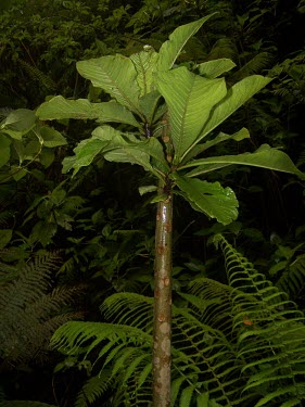 Cyanea procera Mature form,Campanulales,Plantae,Terrestrial,Cyanea,Magnoliopsida,IUCN Red List,Photosynthetic,Campanulaceae,North America,Tracheophyta,Critically Endangered