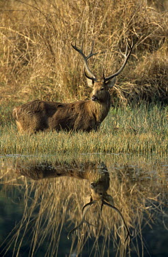 Barasingha/swamp deer stag with reflection