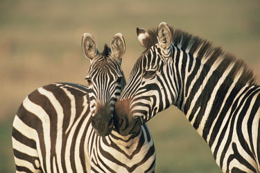 Common zebras nuzzling each other Least Concern,quagga,Streams and rivers,Mammalia,Perissodactyla,Ponds and lakes,Equidae,Equus,Africa,Terrestrial,Savannah,Herbivorous,Temporary water,Chordata,Animalia,IUCN Red List
