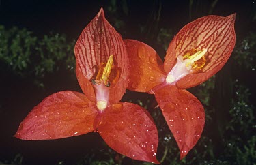 Red disa flowers Flower,Tracheophyta,Orchidaceae,Orchidales,Africa,Appendix II,Plantae,Liliopsida,Disa,Photosynthetic,Heathland,Terrestrial