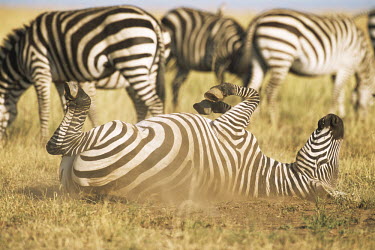 Common zebra rolling in dust Least Concern,quagga,Streams and rivers,Mammalia,Perissodactyla,Ponds and lakes,Equidae,Equus,Africa,Terrestrial,Savannah,Herbivorous,Temporary water,Chordata,Animalia,IUCN Red List