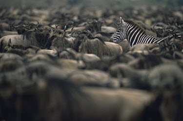 Common zebra amongst wildebeest herd Mammalia,Mammals,Even-toed Ungulates,Artiodactyla,Bovidae,Bison, Cattle, Sheep, Goats, Antelopes,Chordates,Chordata,Animalia,Cetartiodactyla,taurinus,Herbivorous,Desert,Least Concern,Africa,Semi-deser