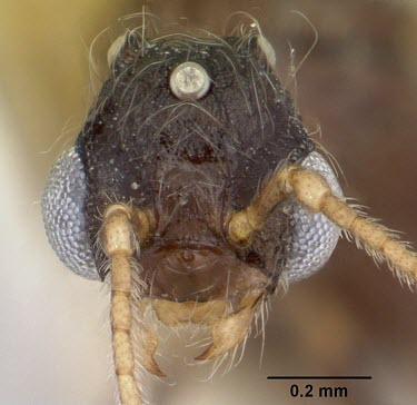 Pheidole elecebra male specimen, close up of head IUCN Red List,Insecta,Terrestrial,Omnivorous,Hymenoptera,Pheidole,Formicidae,Vulnerable,North America,Animalia,Arthropoda