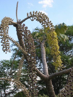 Munroidendron racemosum flowers and seeds Seeds,Mature form,Flower,Tracheophyta,Terrestrial,Photosynthetic,Magnoliopsida,Plantae,Apiales,Araliaceae,Critically Endangered,racemosum,Forest,North America,Munroidendron,IUCN Red List