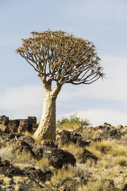 Quiver tree Mature form,Terrestrial,Africa,Photosynthetic,Semi-desert,Tracheophyta,Plantae,Liliales,Savannah,Aloe,Aloaceae,Liliopsida