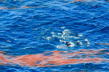 Striped Dolphins burst swimming through lines of oily mousse