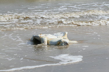 loggerhead sea turtle washed ashore.