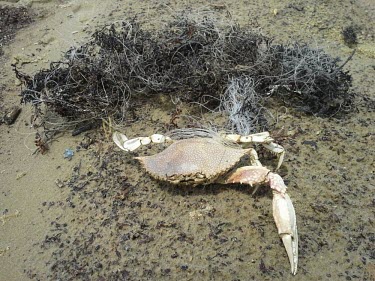 A speckled swimming crab (Areneaus cribrarias) washed up dead after becoming entangled in  discarded monofilament fishing line.