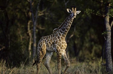 Juvenile southern giraffe Juvenile,Giraffa camelopardalis giraffa,Southern giraffe,Mammalia,Mammals,Giraffidae,Giraffes,Chordates,Chordata,Giraffa camelopardalis,Giraffe,Terrestrial,Africa,Cetartiodactyla,Savannah,Herbivorous,