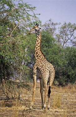 Thornicroft's giraffe feeding on acacia Feeding behaviour,Feeding,Giraffidae,Chordata,Terrestrial,Africa,Cetartiodactyla,Savannah,Herbivorous,Endangered,camelopardalis,Animalia,Giraffa,Mammalia,Least Concern,IUCN Red List