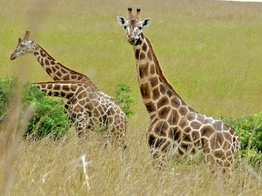 Rothschild's giraffes (Giraffa camelopardalis rothschildi) Giraffe,Rothschild's Giraffe,Giraffa camelopardalis rothschildi