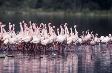 Lesser flamingo group marching display Courtship and Displays,Reproduction,Ciconiiformes,Herons Ibises Storks and Vultures,Chordates,Chordata,Phoenicopteridae,Flamingos,Aves,Birds,Carnivorous,Wetlands,Salt marsh,Phoenicopteriformes,Aquatic