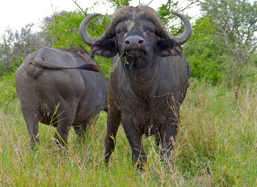 Cape buffaloes (Syncerus caffer) Cape buffalo,African buffalo,Syncerus caffer,Even-toed Ungulates,Artiodactyla,Chordates,Chordata,Bovidae,Bison, Cattle, Sheep, Goats, Antelopes,Mammalia,Mammals,Animalia,Terrestrial,caffer,Least Conce
